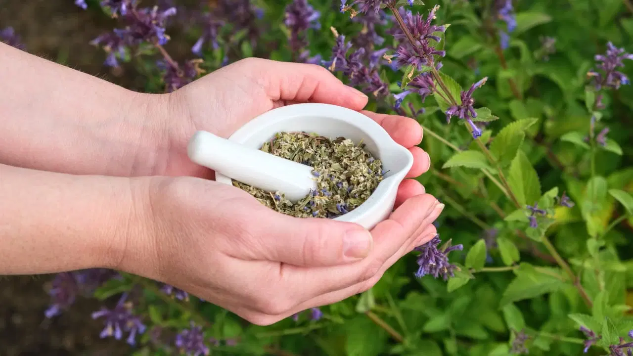 Hyssop: Exploring the History, Uses, and Benefits of a Versatile Herb