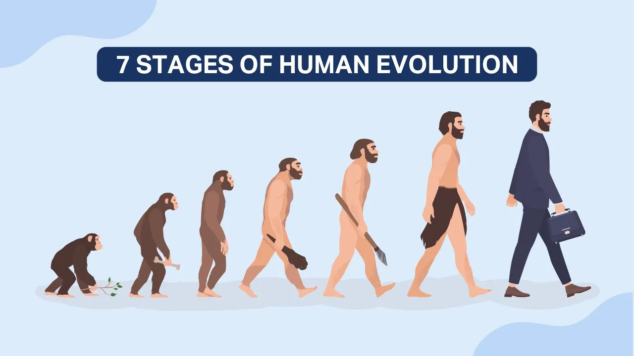 The Evolution of Bipedalism: From Early Hominids to Modern Humans