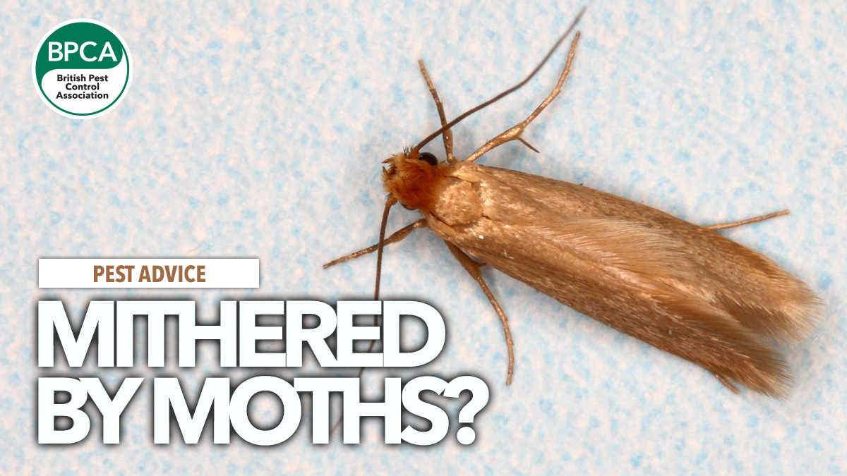 Moth Killer: Effective Strategies for Managing Moth Infestations