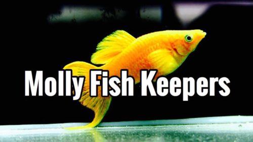 Molly Fish: A Comprehensive Guide to Care, Types, and Breeding