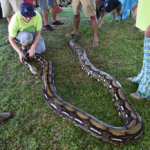 Florida’s Invasive Snake Problem: A Looming Environmental Crisis